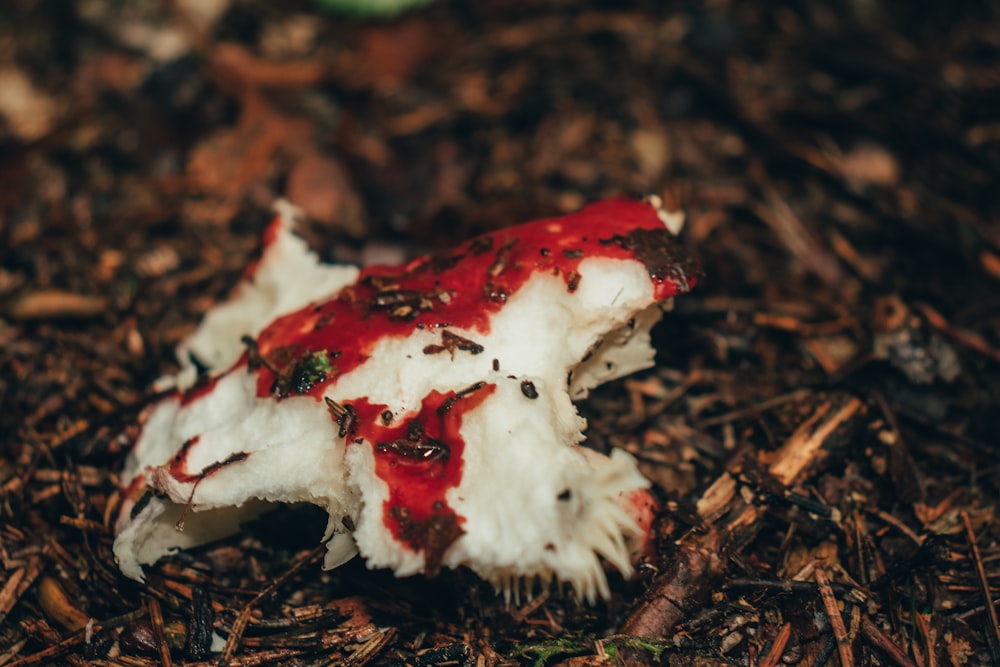 a white and red piece of food on the ground