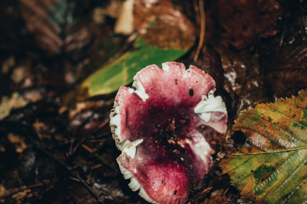 a close up of a mushroom on the ground