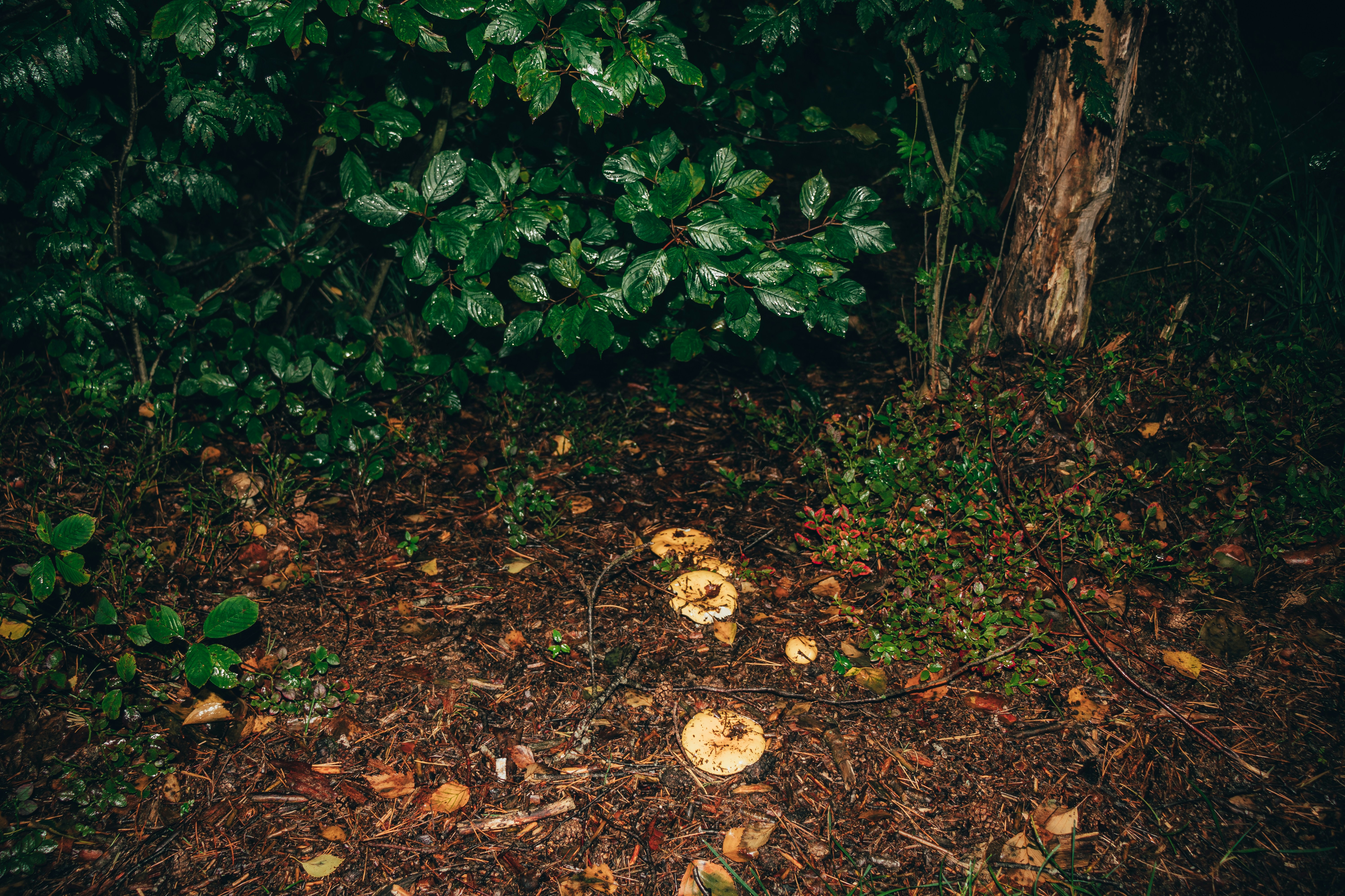 a bunch of mushrooms that are on the ground