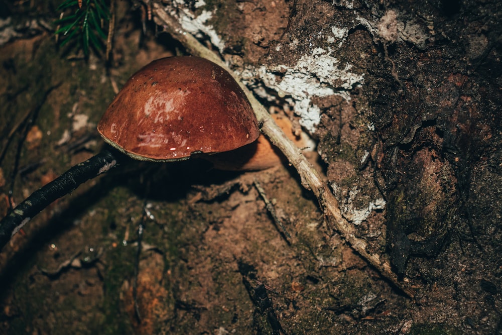 a brown mushroom sitting on top of a tree stump