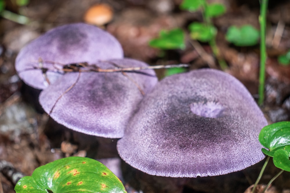 Un par de hongos morados sentados en la parte superior de un suelo del bosque