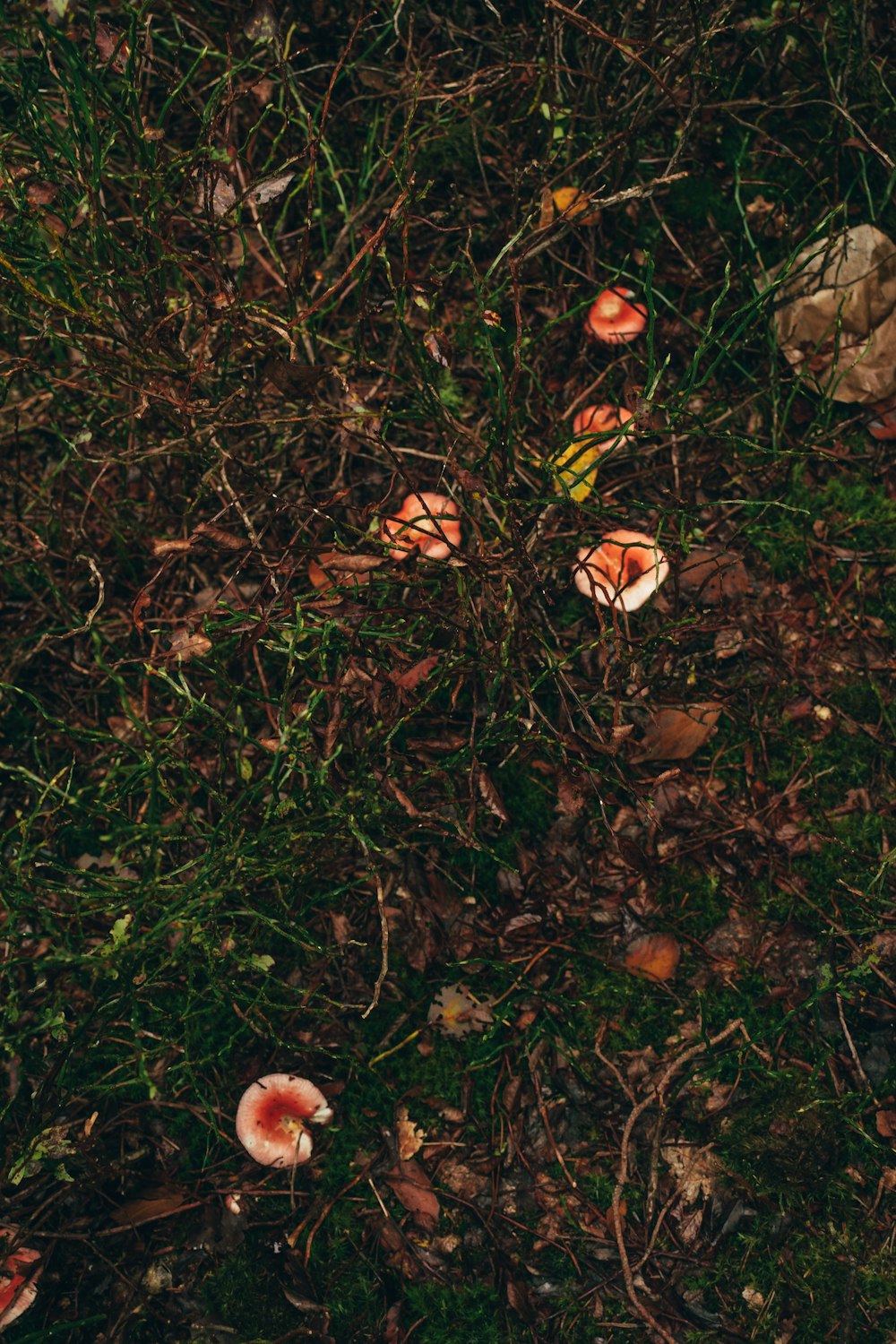 a bunch of mushrooms that are in the grass