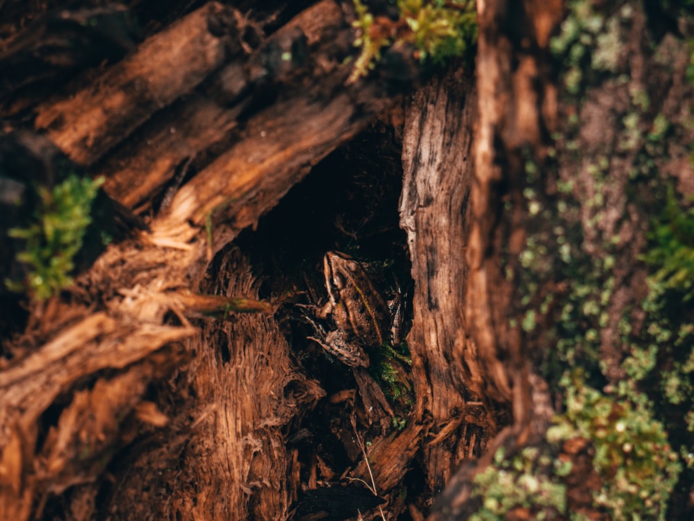 Un primer plano de un tronco de árbol con musgo creciendo en él