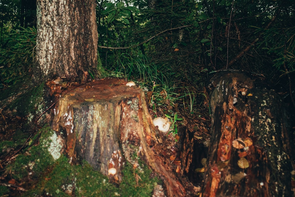 Un tocón de árbol en medio de un bosque