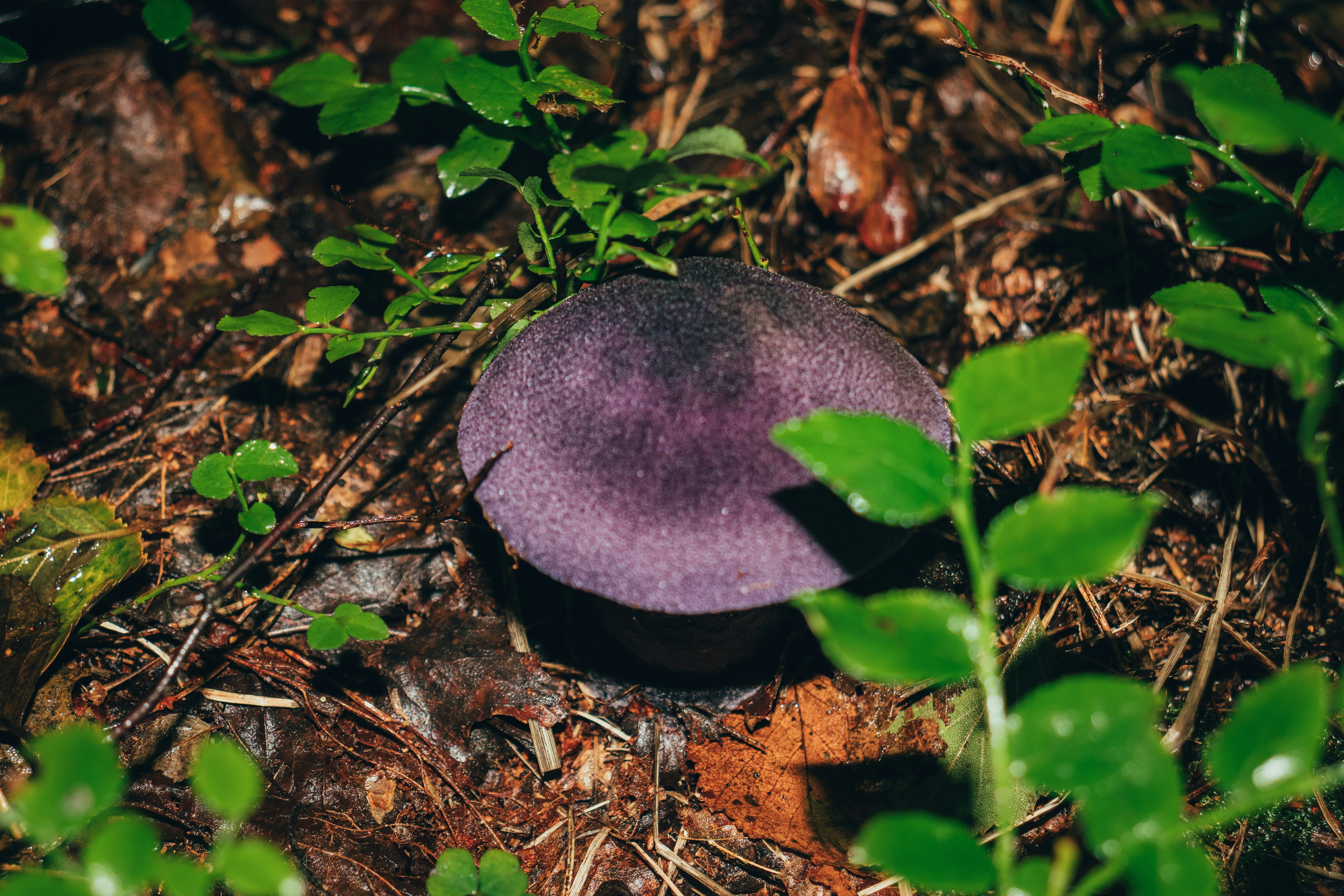 Ein lila Pilz, der auf einem Waldboden sitzt