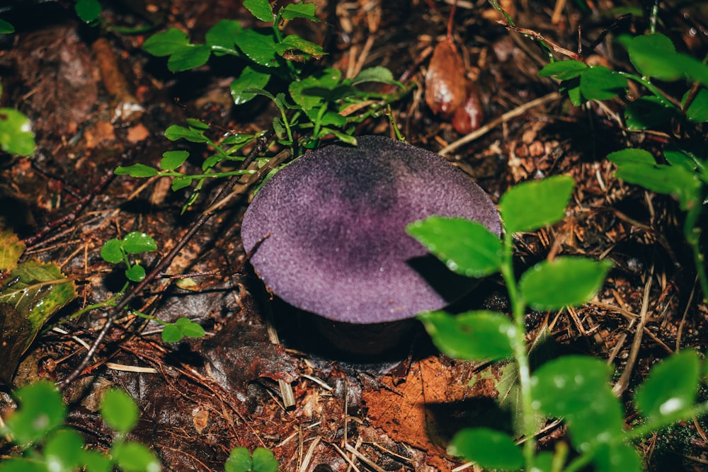 a purple mushroom sitting on top of a forest floor