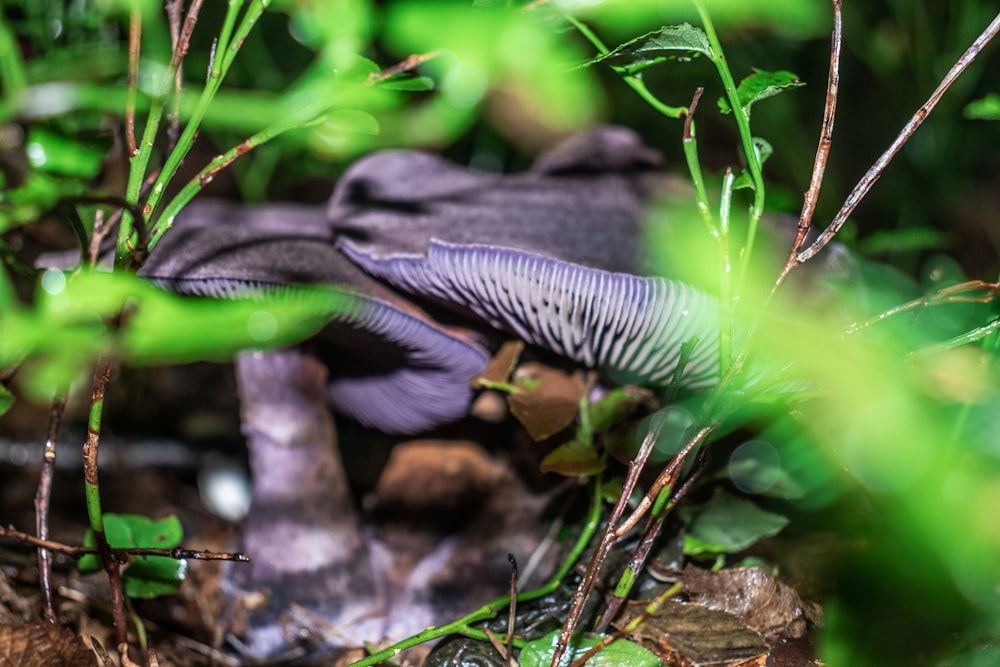 a close up of a mushroom on the ground