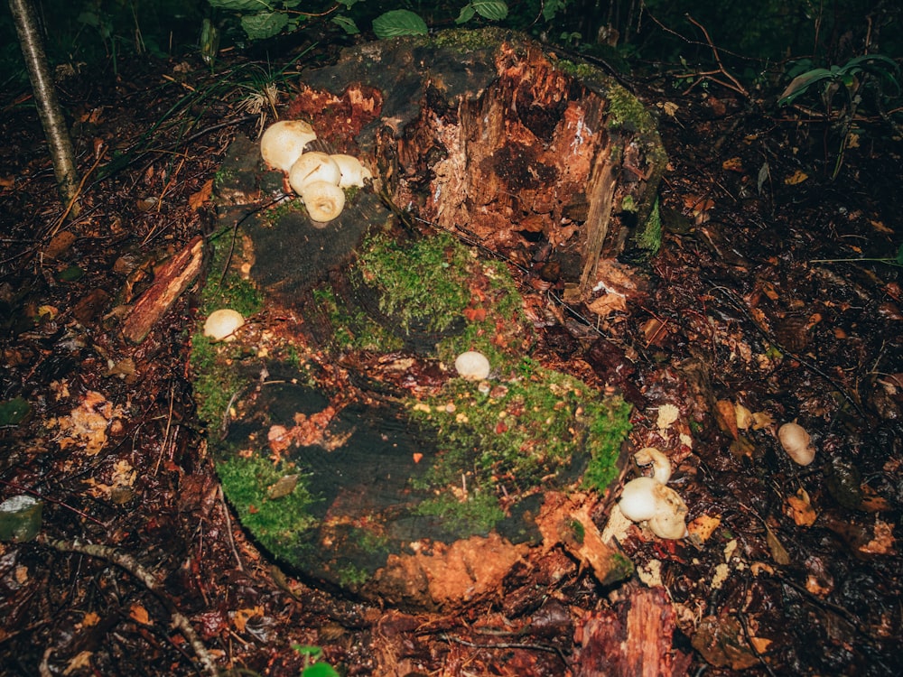 a group of mushrooms sitting on top of a forest floor