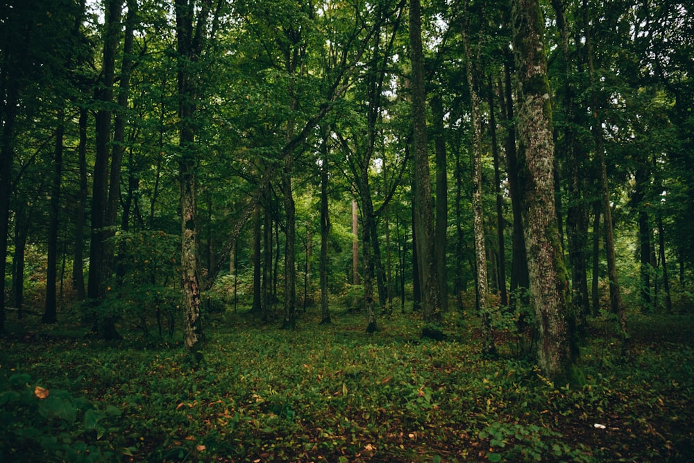 a forest filled with lots of green trees