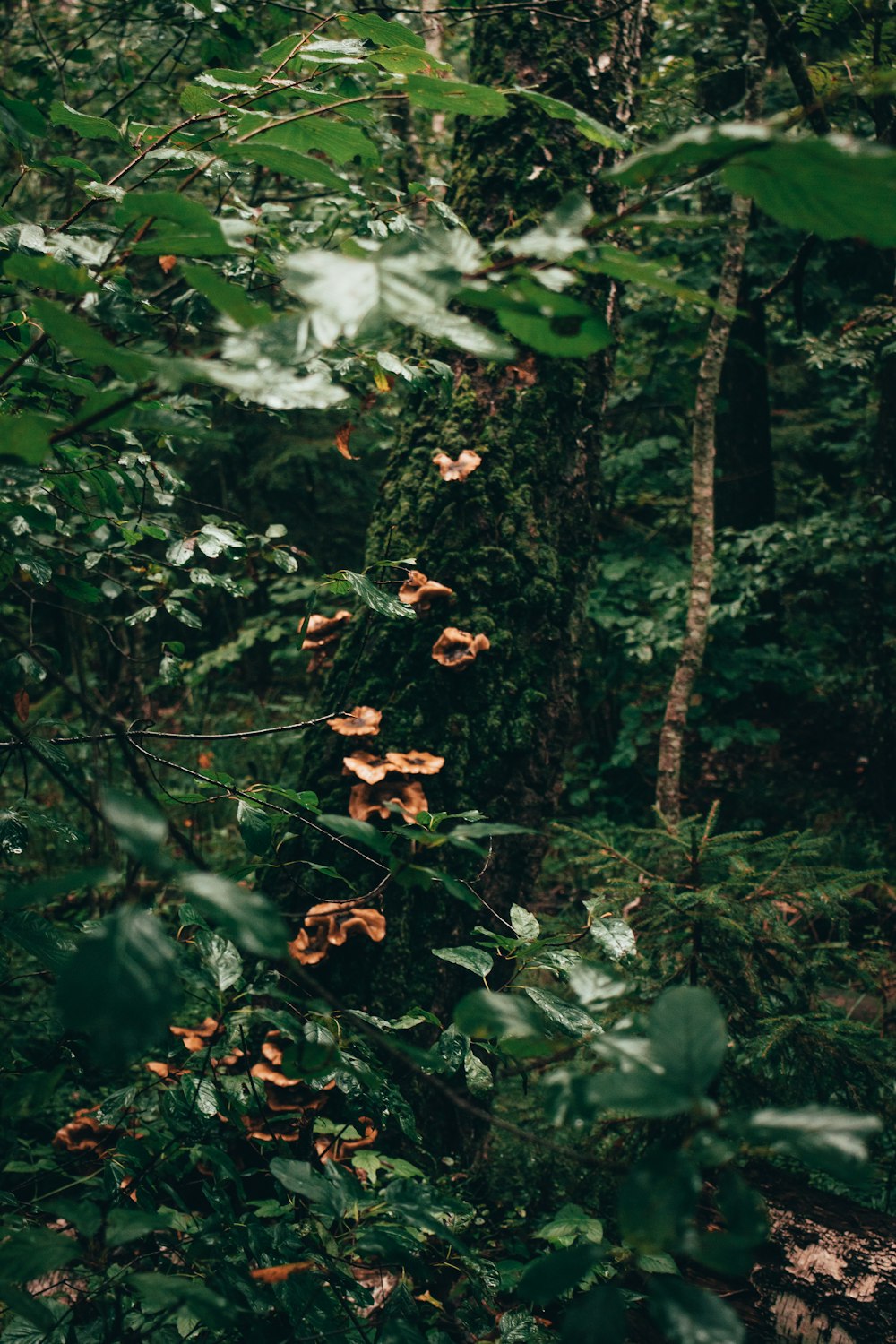 a forest filled with lots of trees and lots of leaves