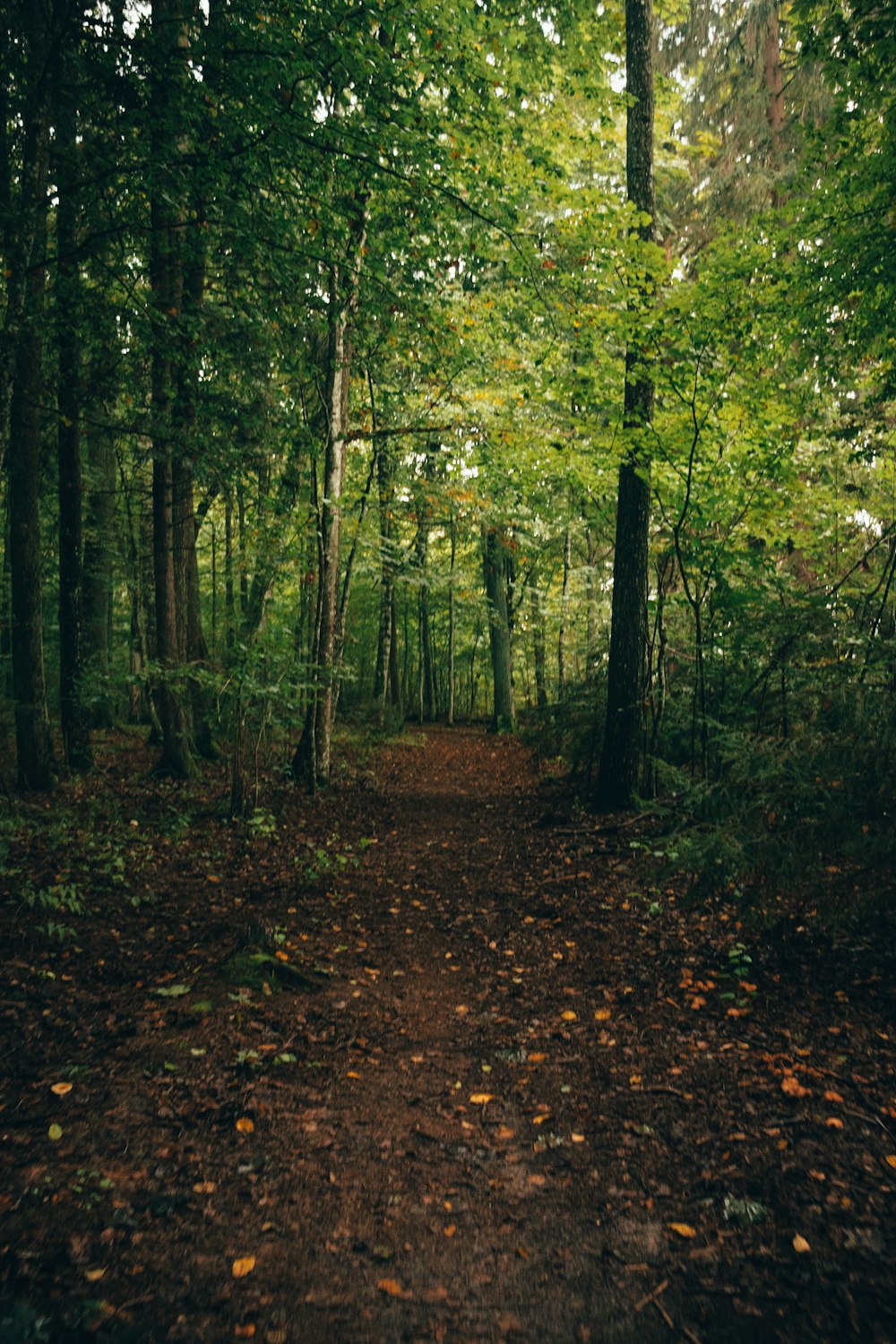 a dirt path in the middle of a forest