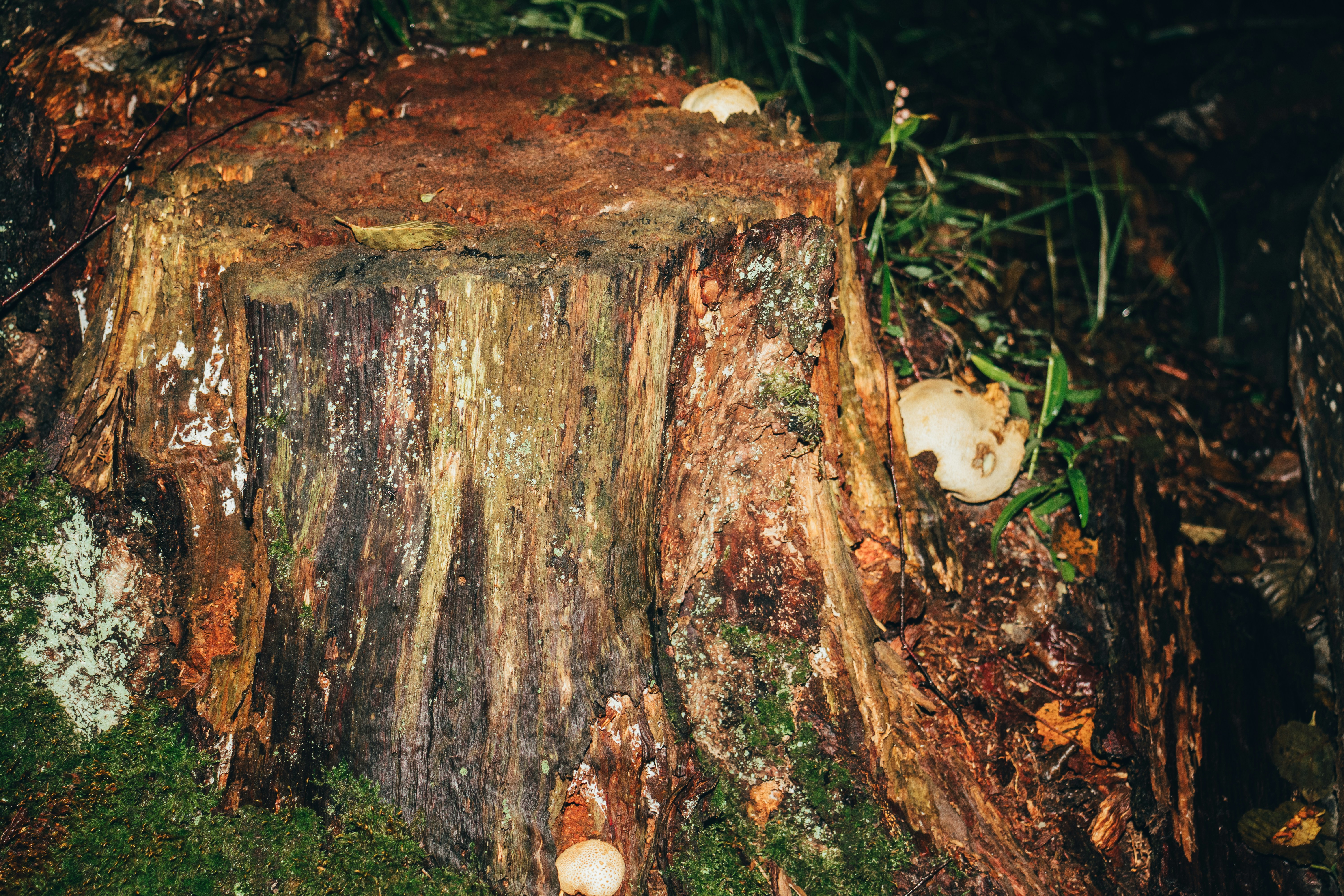 Tree trunk with visible fungus and decay at the base - Local Tree Services