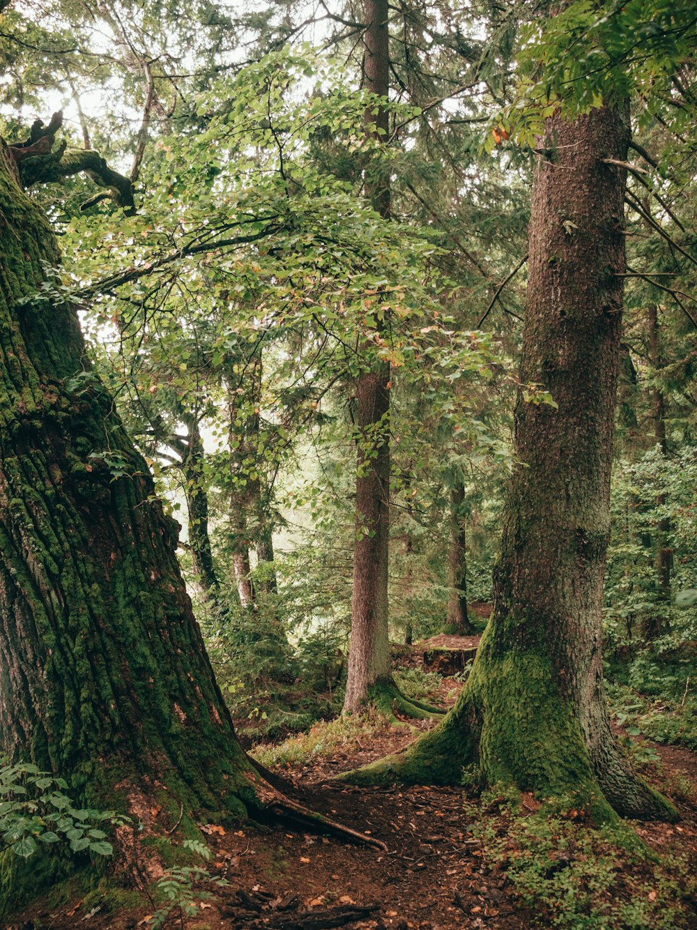 a path through a forest with lots of trees