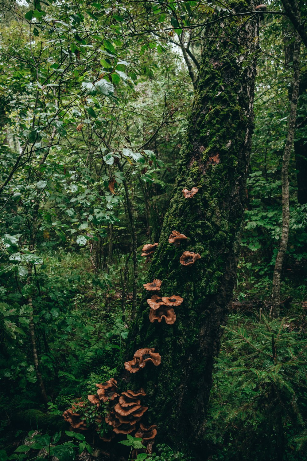 mushrooms growing on a tree in the forest