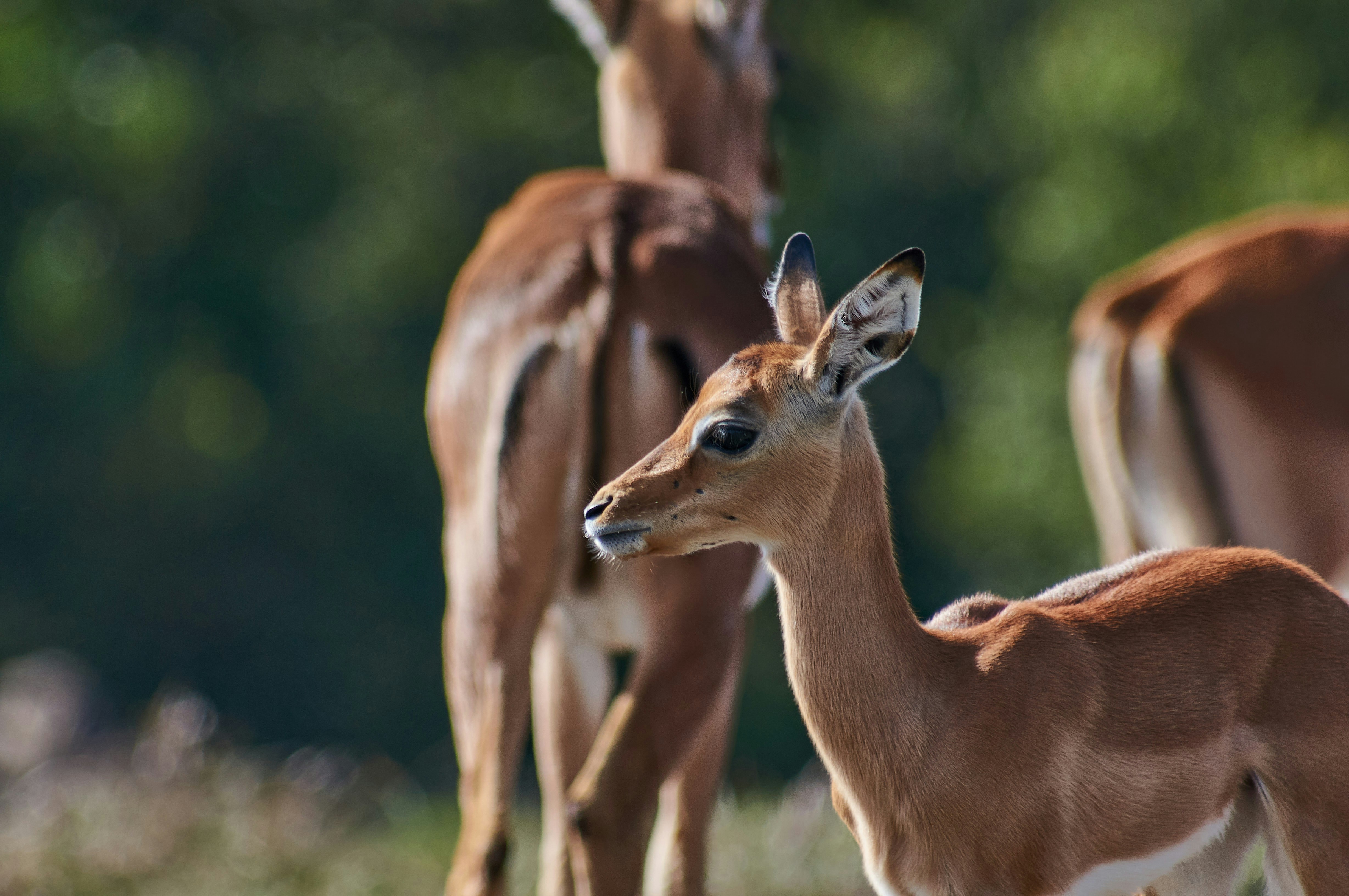 Photo by wolfgang_hasselmann