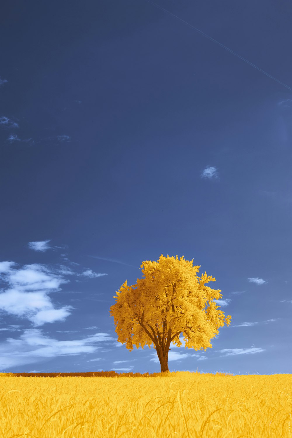 a lone tree in a wheat field under a blue sky