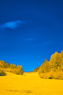 A vibrant landscape shot at golden hour with rich, warm tones.