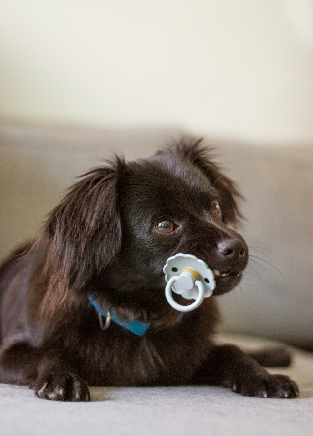 a black dog with a pacifier in its mouth