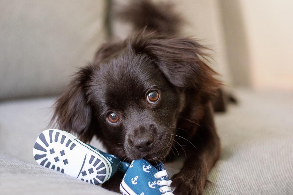 a dog chewing on a shoe on a couch