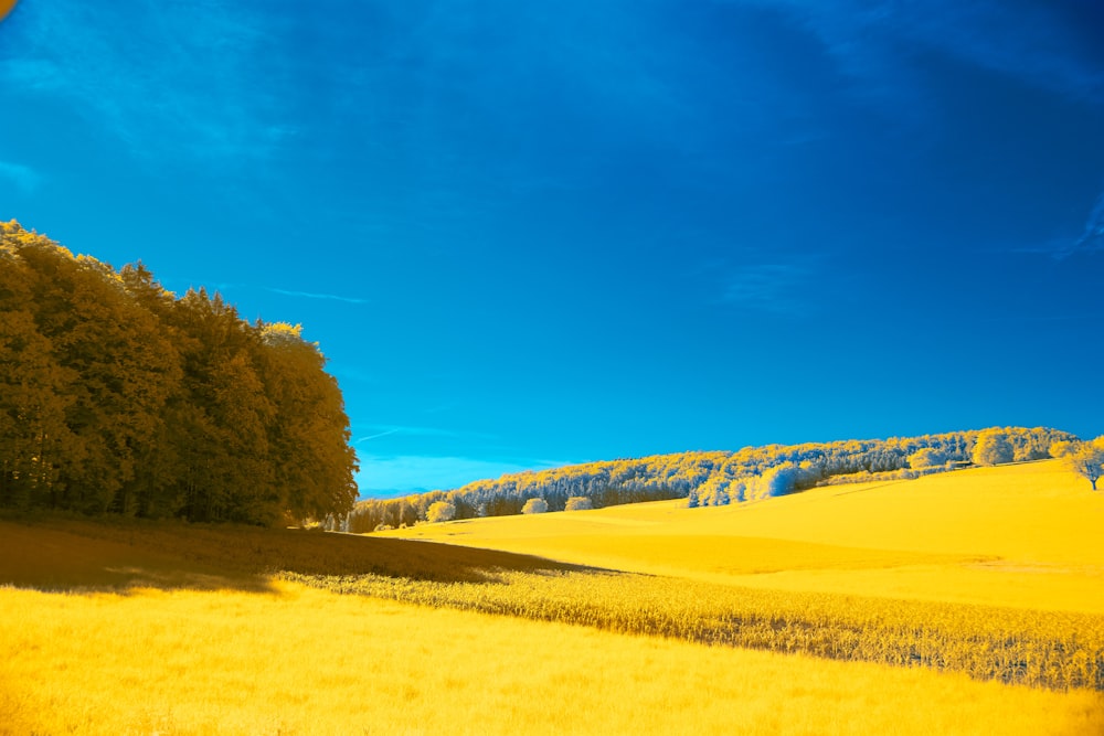 a yellow field with trees in the background