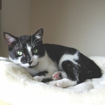 a black and white cat laying on top of a white blanket