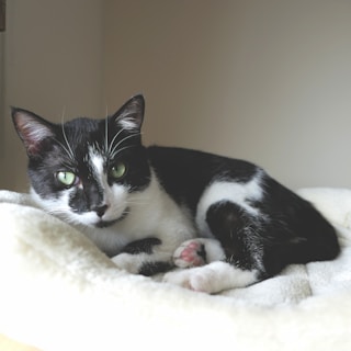a black and white cat laying on top of a white blanket