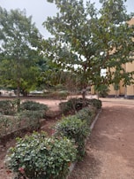 A well-maintained garden area with neatly arranged shrubs and small trees. The ground is covered with a mix of grass and dirt. In the background, a yellow-tinted building can be partially seen.