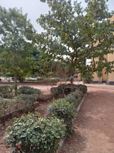 A well-maintained garden area with neatly arranged shrubs and small trees. The ground is covered with a mix of grass and dirt. In the background, a yellow-tinted building can be partially seen.