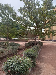 A well-maintained garden area with neatly arranged shrubs and small trees. The ground is covered with a mix of grass and dirt. In the background, a yellow-tinted building can be partially seen.