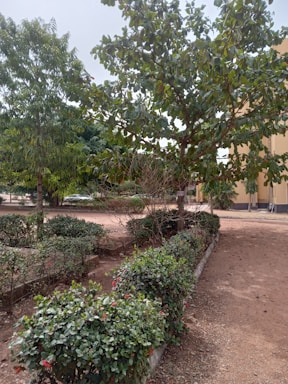 A well-maintained garden area with neatly arranged shrubs and small trees. The ground is covered with a mix of grass and dirt. In the background, a yellow-tinted building can be partially seen.