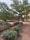 A well-maintained garden area with neatly arranged shrubs and small trees. The ground is covered with a mix of grass and dirt. In the background, a yellow-tinted building can be partially seen.