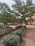 A well-maintained garden area with neatly arranged shrubs and small trees. The ground is covered with a mix of grass and dirt. In the background, a yellow-tinted building can be partially seen.