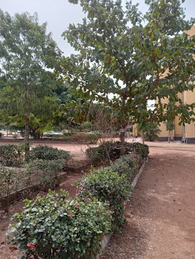 A well-maintained garden area with neatly arranged shrubs and small trees. The ground is covered with a mix of grass and dirt. In the background, a yellow-tinted building can be partially seen.