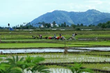 A group of local farmers harvesting organic rice in a lush green field in Papua.