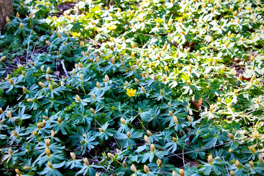 a patch of green plants with yellow flowers