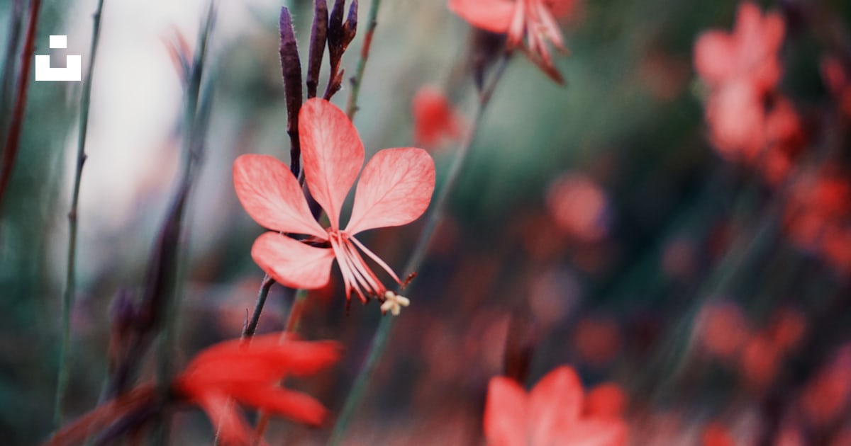 Un bouquet de fleurs rouges qui sont dans l’herbe photo – Photo Plante ...