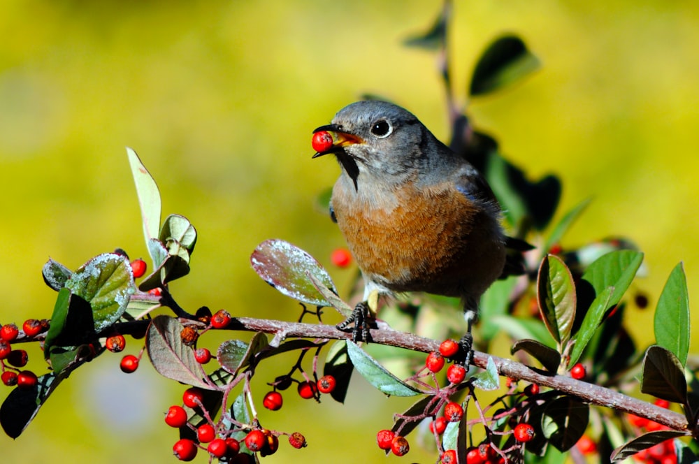 a small bird sitting on a branch with berries