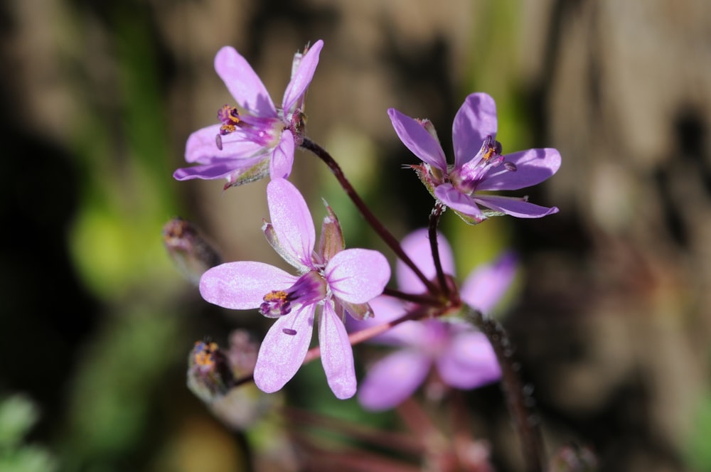 a close up of a small purple flower