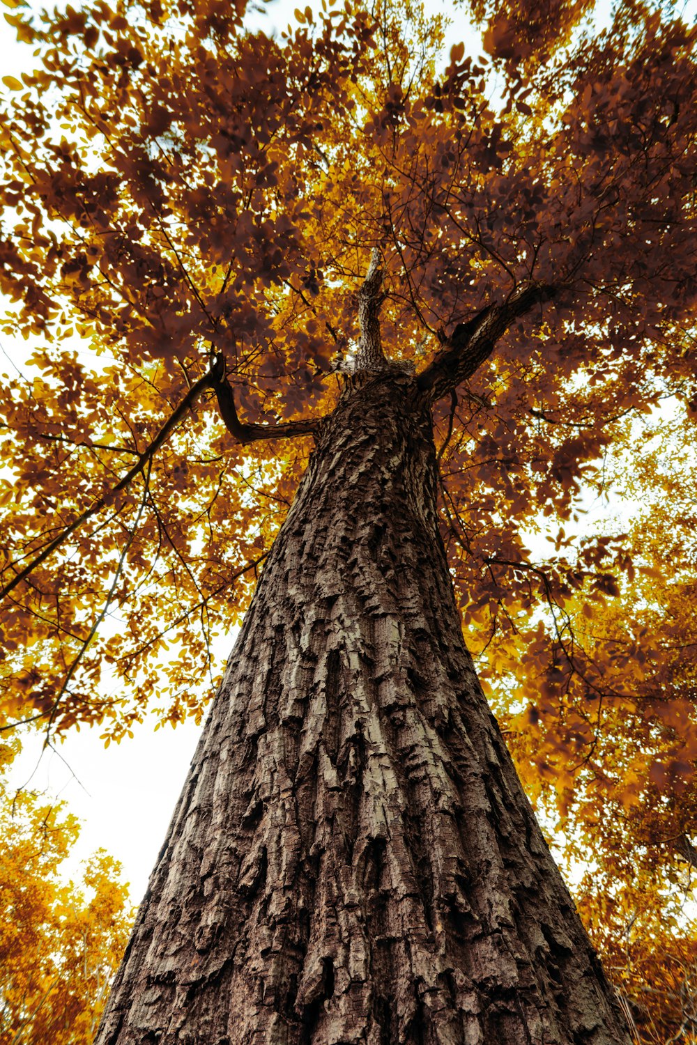 a tall tree with lots of leaves on it