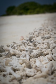 Women tending to the coral nursery, nurturing young coral fragments.