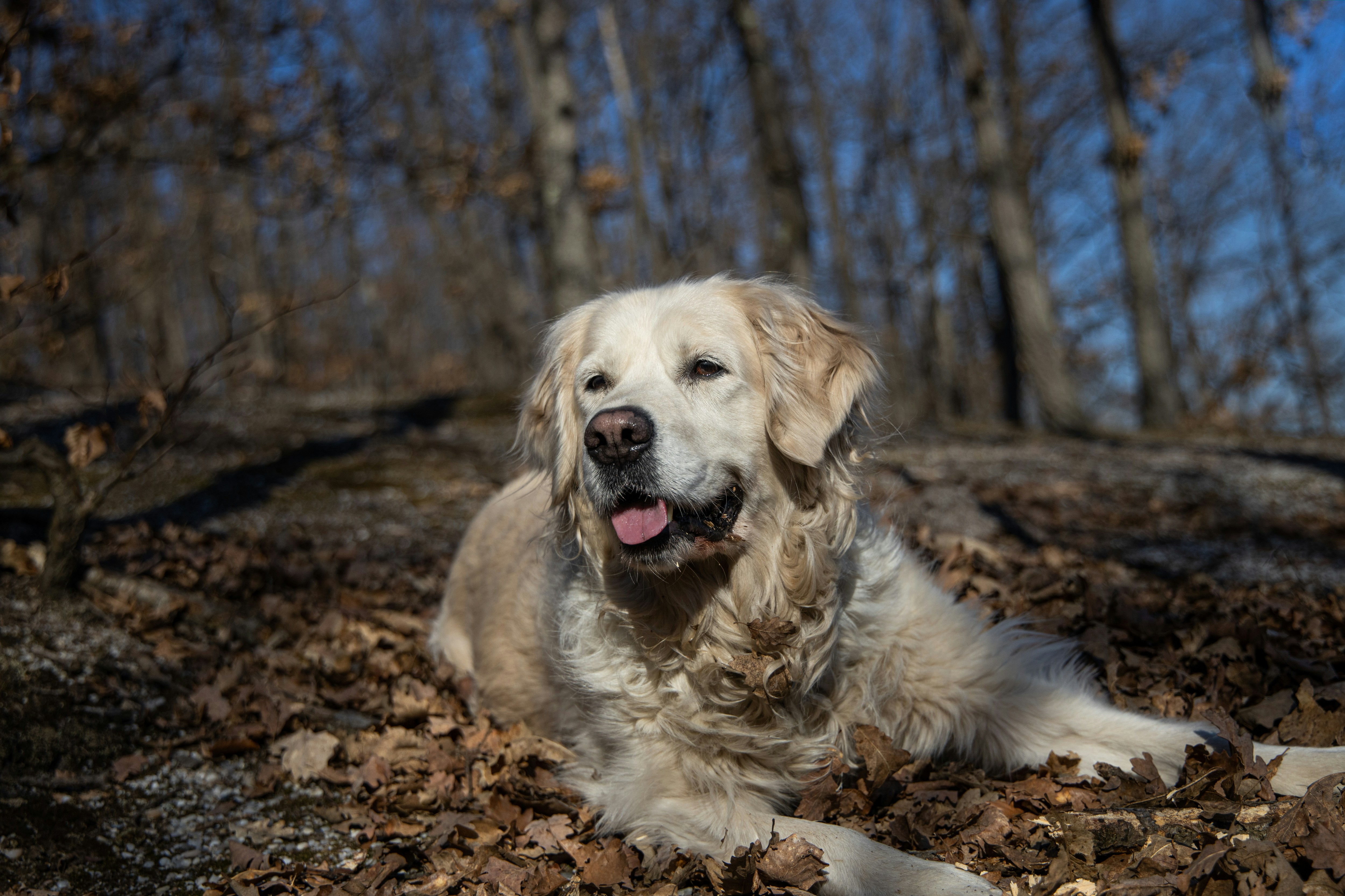 Golden Retriever: The Happy-Go-Lucky Camper (image credits: unsplash)