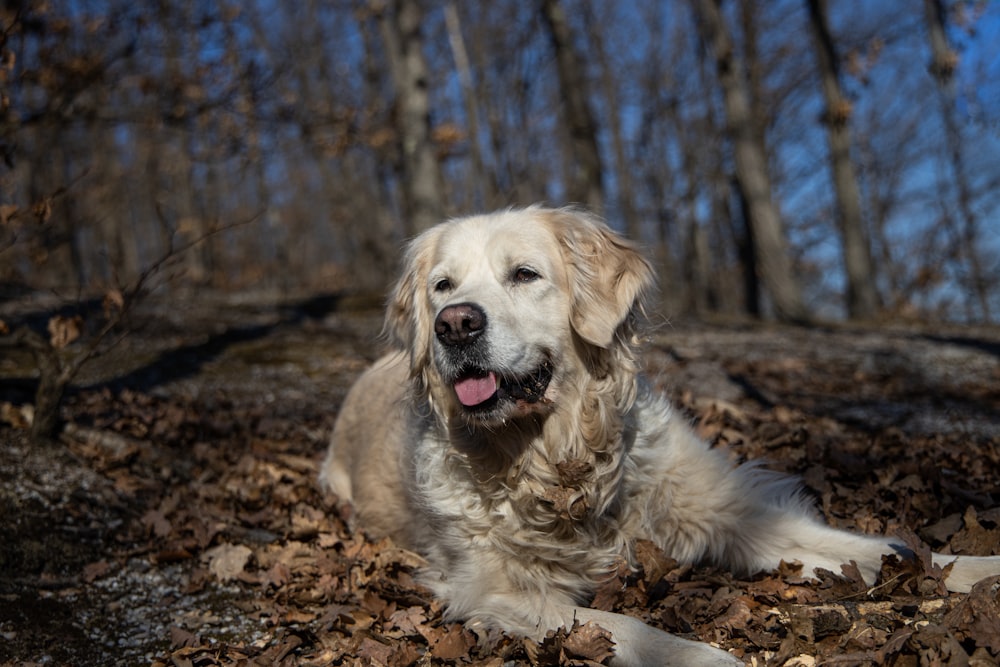 a white dog laying on top of a pile of leaves