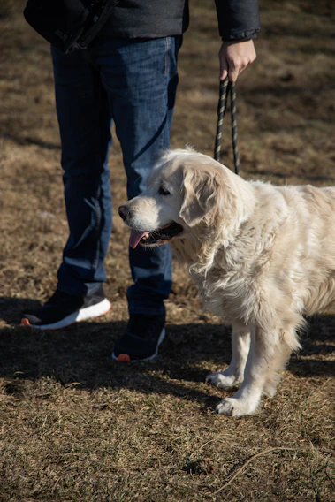 A serene Denver backyard where a trainer gently guides a well-behaved golden retriever through leash control exercises.