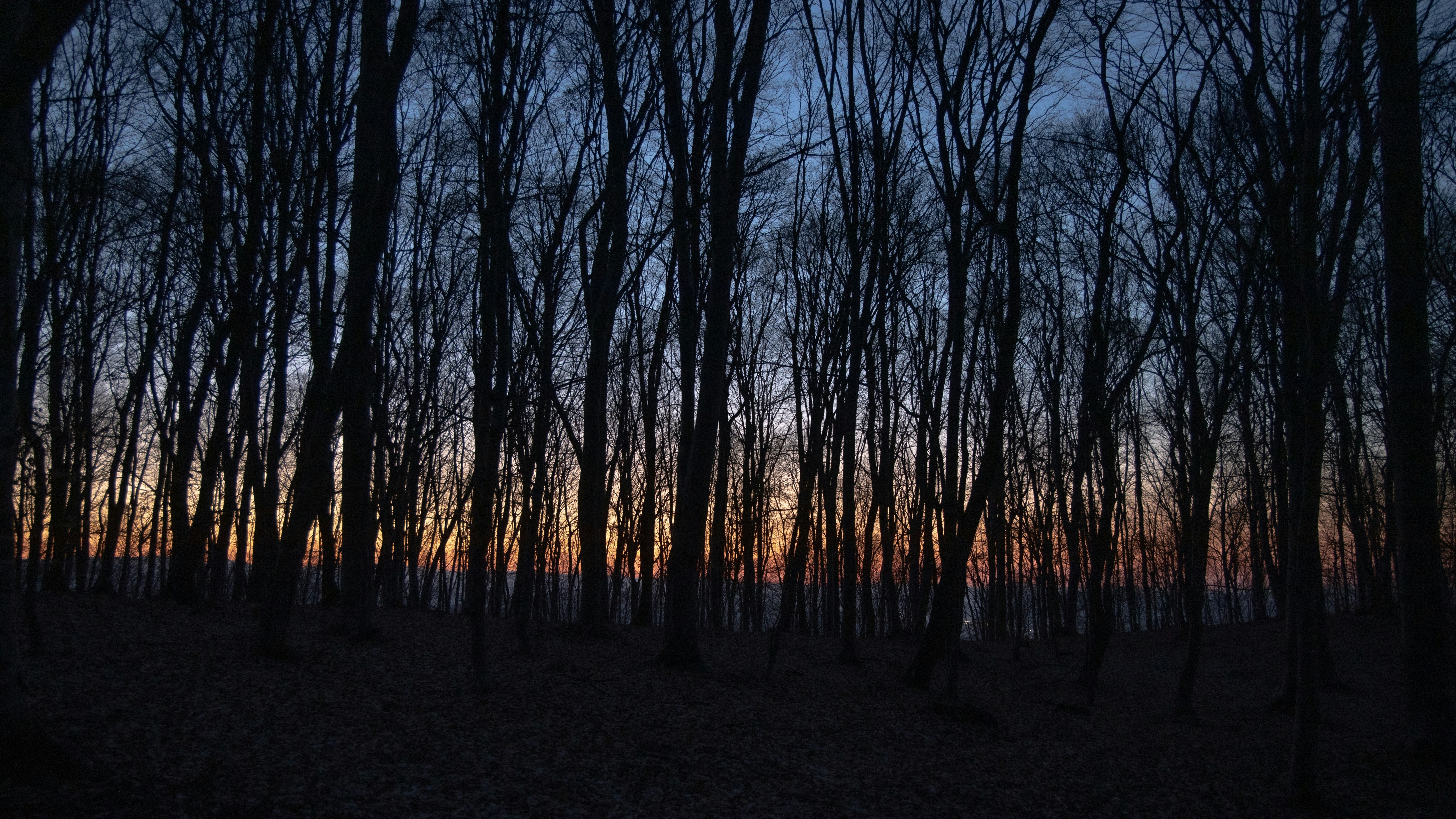 Imágenes de Bosque Al Atardecer | Descarga imágenes gratuitas en Unsplash, image size:3000x1688