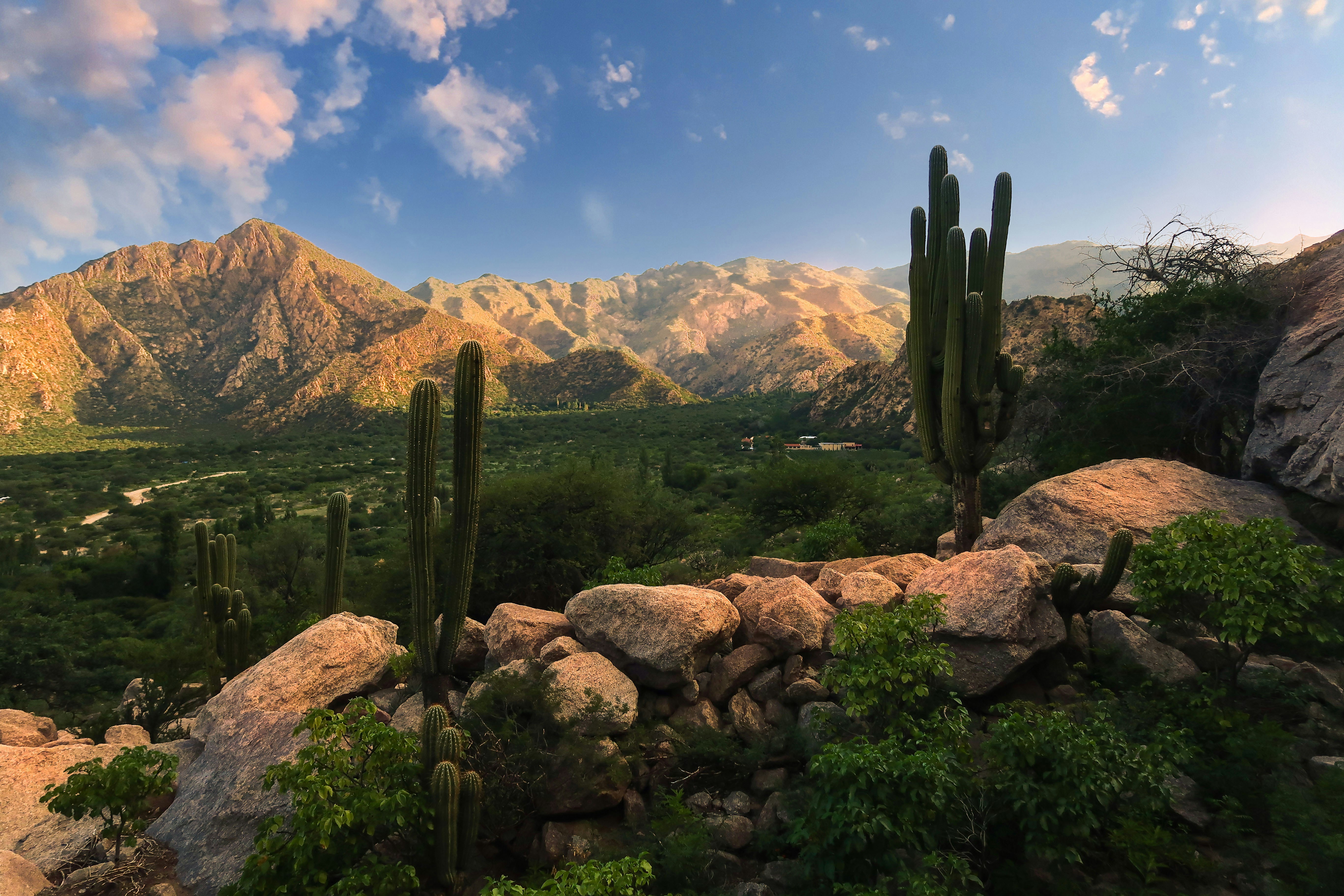 a view of a mountain range with cactus and mountains in the background