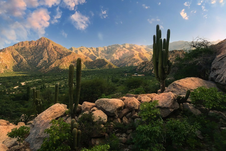 Kakteen und Berge bei Cafayate