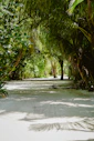 a dirt road surrounded by palm trees on both sides