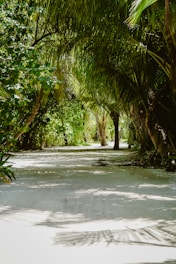 a dirt road surrounded by palm trees on both sides