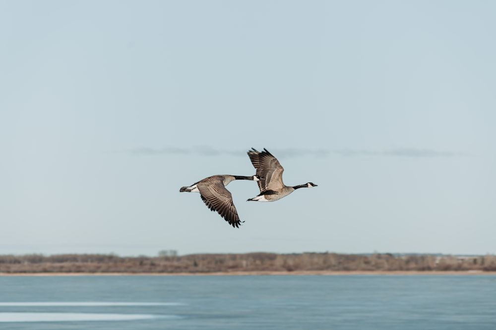 水域の上を飛んでいる数羽の鳥