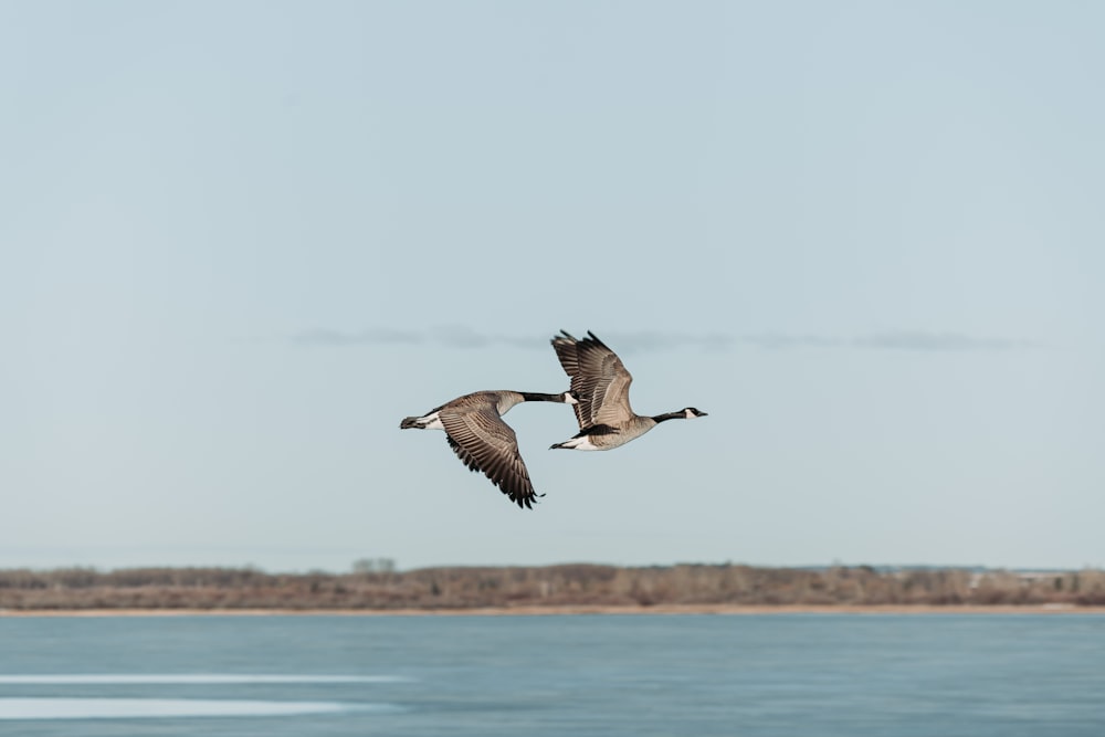 a couple of birds flying over a body of water